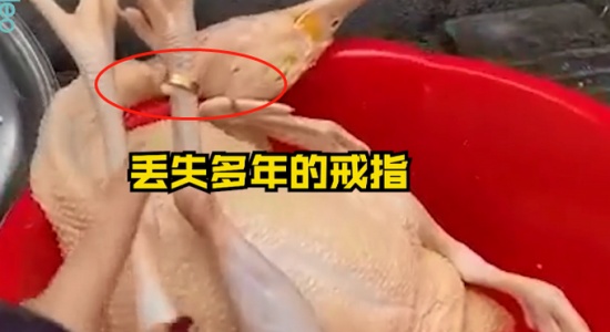 過年殺雞竟找到丟失多年的金戒指 戴在“雞腳”上還挺合適！