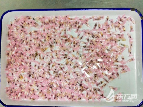 上海海關查獲406只活體螞蟻