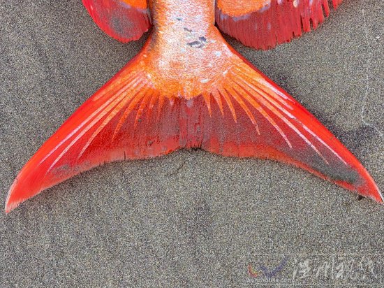 俄勒岡海灘發(fā)現(xiàn)罕見熱帶魚月魚 漂亮的Opah魚