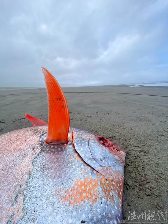 俄勒岡海灘發(fā)現(xiàn)罕見熱帶魚月魚 漂亮的Opah魚