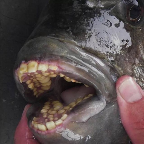 羊頭魚長滿人類牙齒的魚