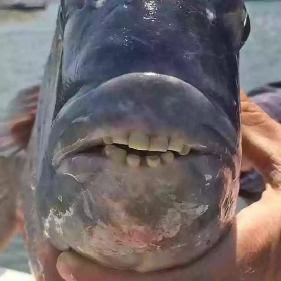 羊頭魚長滿人類牙齒的魚