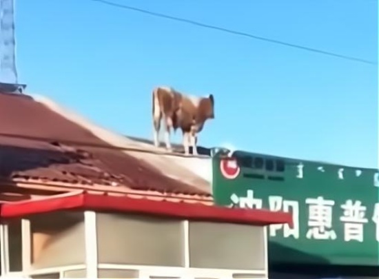 內(nèi)蒙古一頭牛跳上房頂奔跑