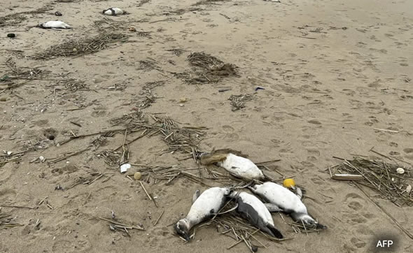 烏拉圭海岸2000只企鵝神秘死亡