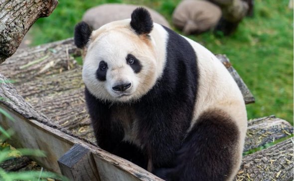 華盛頓國家動物園三只大熊貓今年12月返回中國