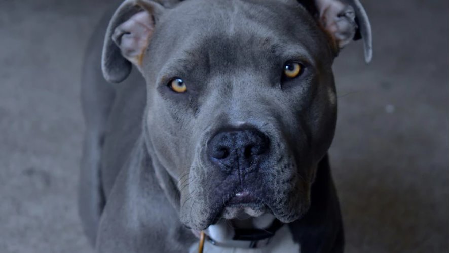 盡管美國槍支暴力事件頻發(fā)，但動物射殺人類的事件卻十分罕見。