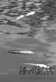 上海蘇州河飄浮數百只死鯰魚環保局著手清理